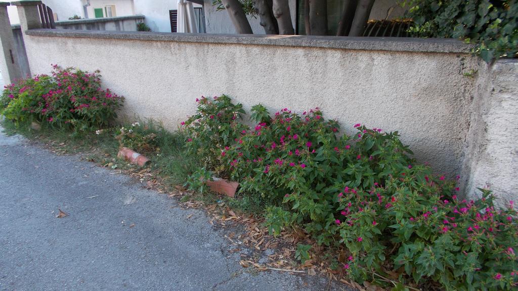 Guest House Accommodation Rupine Premantura Exteriér fotografie